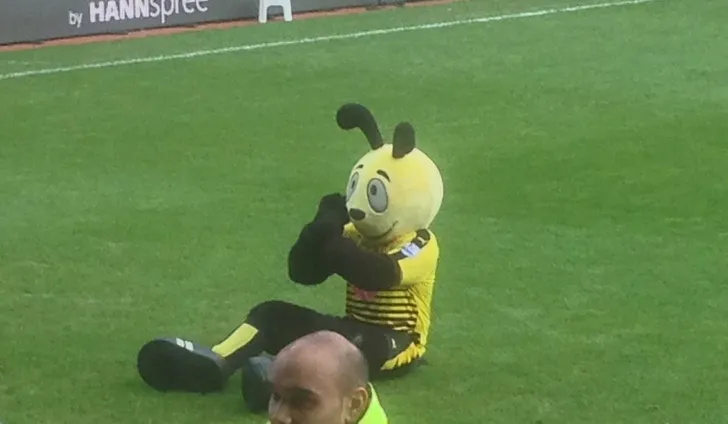 Harry The Hornet, linh vật đáng yêu của câu lạc bộ Watford